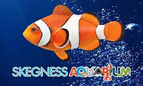 Skegness Aquarium - All You Need to Know BEFORE You Go