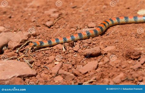 Western Ground Snake stock image. Image of orange, desert - 34015117