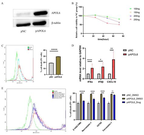 Upregulation of Apolipoprotein L6 Improves Tumor Immunotherapy by ...
