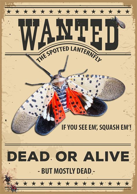 Spotted lanternflies: Our war on the invasive species is out of control - Vox