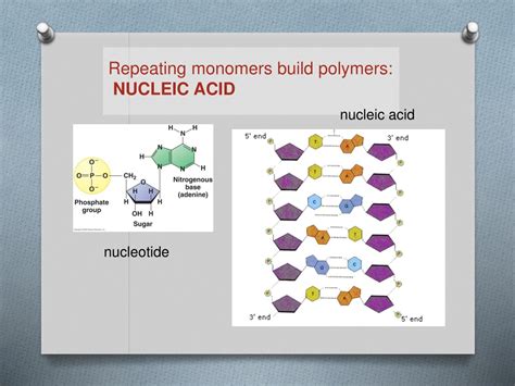 PPT - Organic MACROMOLECULES PowerPoint Presentation, free download ...