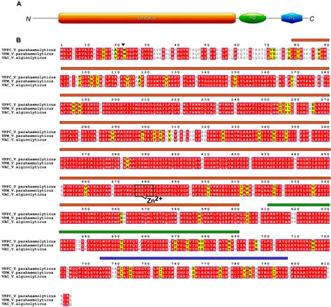Vibrio Proteases for Biomedical Applications: Modulating the ...
