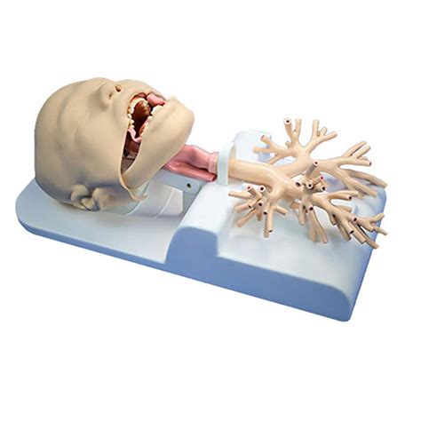 Buy SHENGANG Bronchial Intubation Endoscopic Operation Training ...