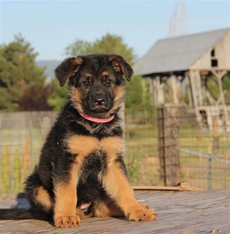 Best German Shepherd Puppies for Sale in New Delhi, India