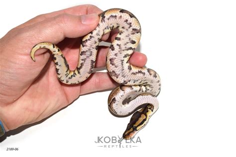 Image result for Red Spectrum Ball Python