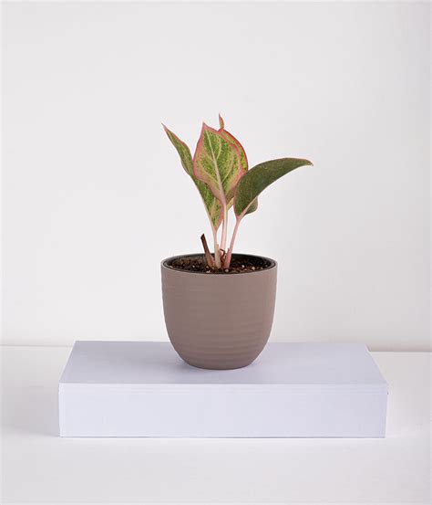 Buy Aglaonema Pink Plant in Self Watering Planter | Indoor Plants Online