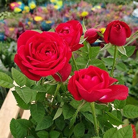 Desi Gardener Real Live Desi Red Rose Plant All Time And Season ...