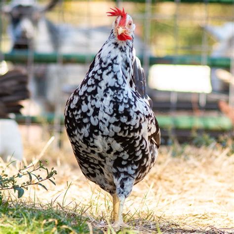 Leghorn Chicken Rooster