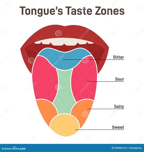 Human Tongue. Muscular Organ with Papillae, Taste Receptors Zones Stock ...