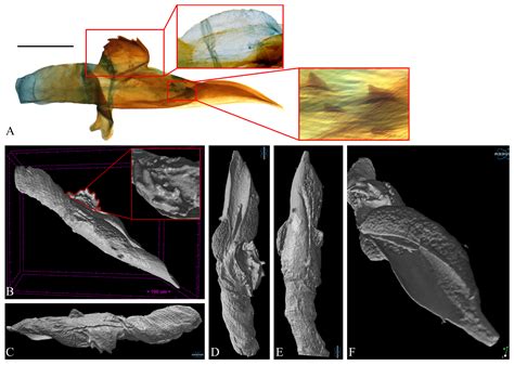 A Non-Destructive Method, Micro-CT, Supports the Identification of ...