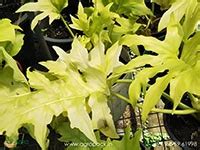 Plants For Hotels & Resorts