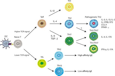 Frontiers | Distinct spatial and temporal roles for Th1, Th2, and Th17 ...