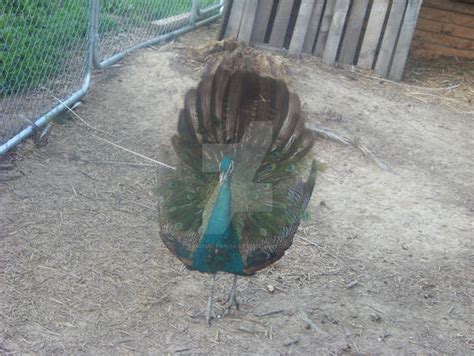 Image result for Petey Python