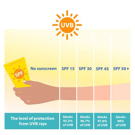 The different levels of SPF sunscreen protect UVB rays vector on white ...