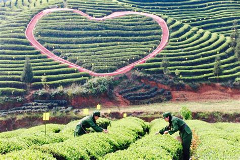 数十“知青”采茶 遵义凤冈知青茶海再现70年代上山下乡激情岁月