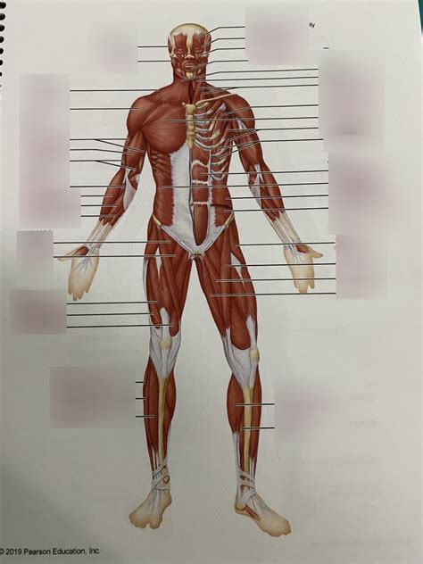 full body muscle Diagram | Quizlet