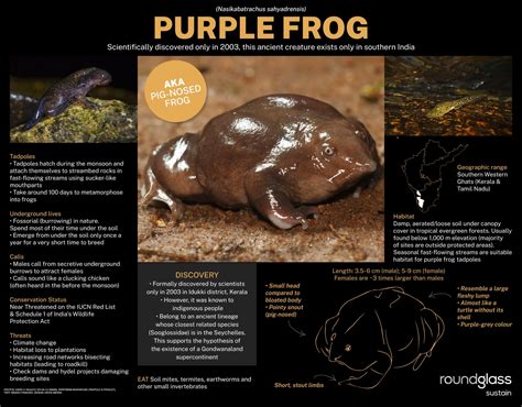 5 Surprising Facts About The Unique Characteristics Of Frogs