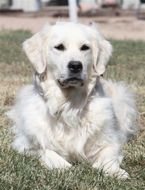 Golden Retriever: Eine liebevolle und vielseitige Hunderasse