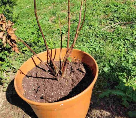 Image result for Root Rot Hibiscus