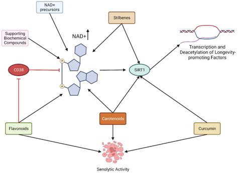 Potential Synergistic Supplementation of NAD+ Promoting Compounds as a ...