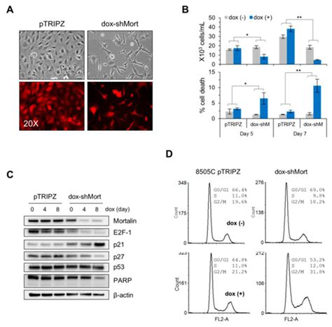 Mortalin (GRP75/HSPA9) Promotes Survival and Proliferation of Thyroid ...