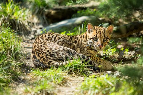 What Eats A Ocelot