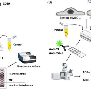 Image result for Complement Assays