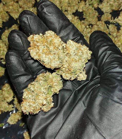 Image result for Alien OG Seeds