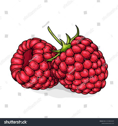 Image result for Raspberry Drawing Simple