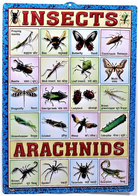 Insects & Arachnids Chart – Large Vibrant Color Insects and Arachnids ...