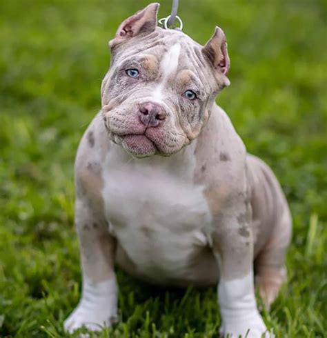 What Are Pocket Bully Puppies at Cynthia Stanton blog