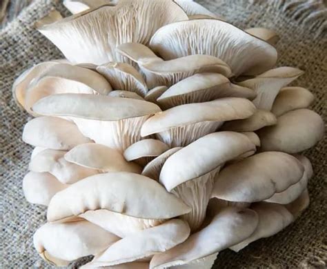 Anandwala Nursery White Oyster Mushrooms Spawn (400 Gm) + PP Bags ...