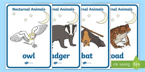 Nocturnal Animals Posters | Primary Resources (teacher made)