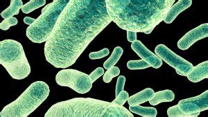 Image result for Pathogenicity Islands