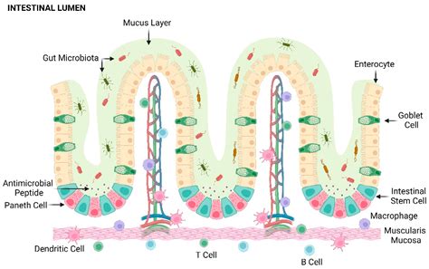 The Dynamic Crosstalk between Gut Microbiota, Immune System, and ...