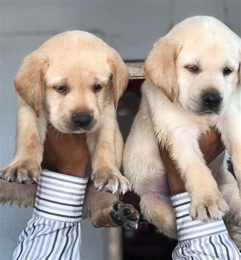 Labrador Puppy Price In Jaipur (Jan 2025) | Labrador Retriever Price In ...