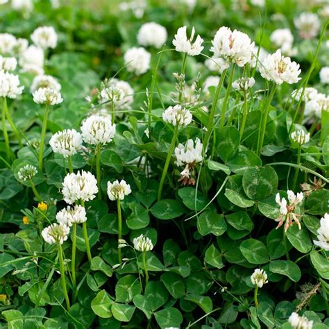 Tips for Growing and Caring for a Lawn of Clover | Family Handyman