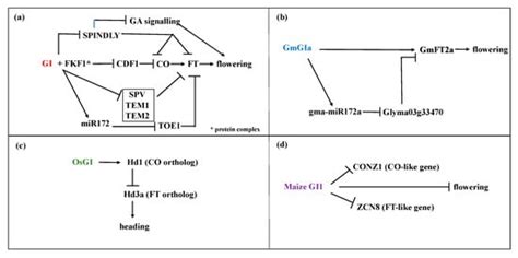Gigantea: Uncovering New Functions in Flower Development