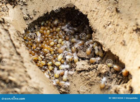 Nymphs Of Brown Marmorated Stink Bugs, Halyomorpha Halys Stock Photo ...