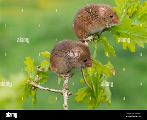 Eurasian Harvest Mouse (Micromys minutus) pair climbing on Oak Tree ...
