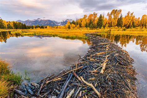 How beavers are reviving wetlands | GreenStories