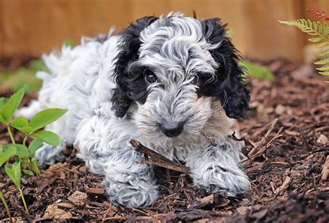Image result for Cockapoo Dog Baby