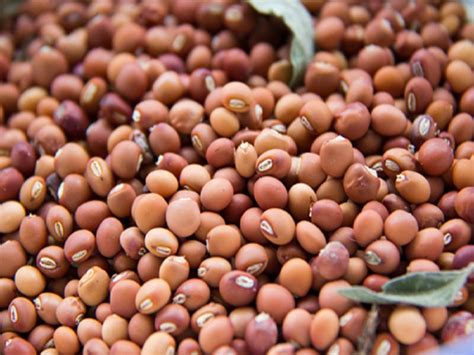 Tur Producer Farmers: शेतकऱ्यांसाठी आनंदाची बातमी; तुरीच्या दरात वाढ ...