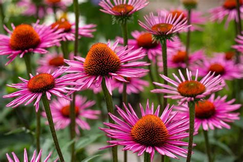 30 Popular Types of Coneflower to Grow at Home - Petal Republic