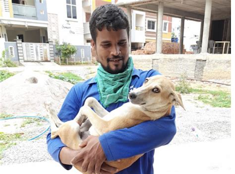 Top Animal Rescue & Welfare NGOs in India | Dogsee