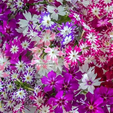 Mixed Pink Flower Seeds for Planting - Buy Now – Dharaseeds