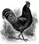 Image result for Black Java Chicken Chicks