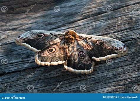 Butterfly Saturnia Pyri with Spread Wings. Giant Peacock Moth Stock ...