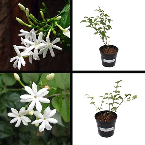 Indian Gardens - Say Green, Stay Green, Grow Green Nithyamalli And ...