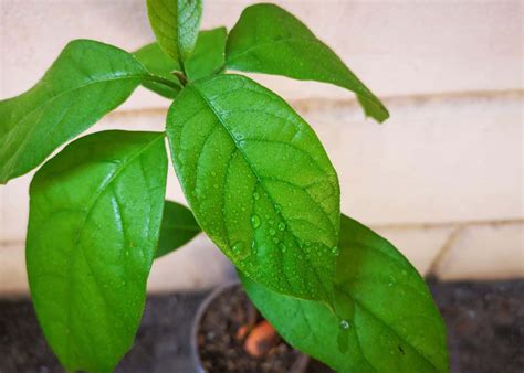 Image result for Planting Avocado Tree